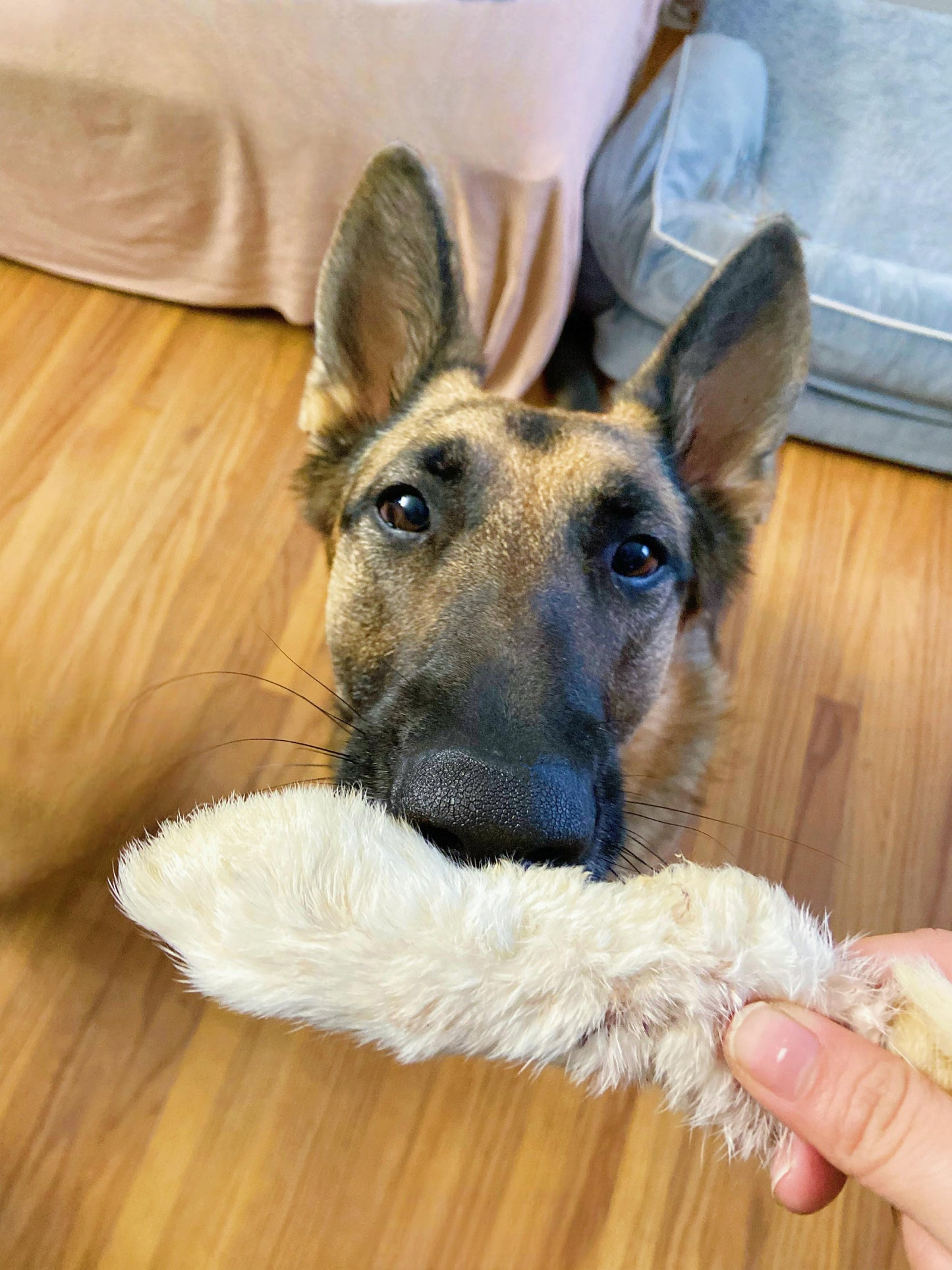 Furry Rabbit Feet
