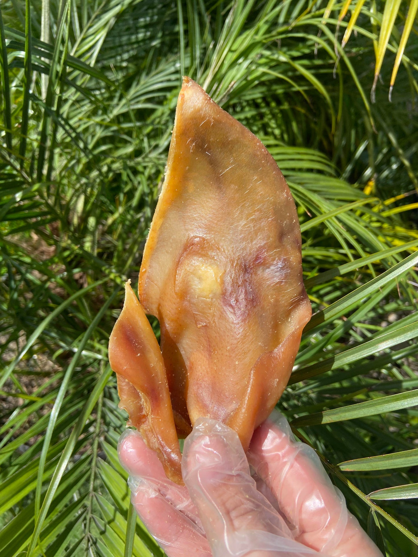 Pork Ear