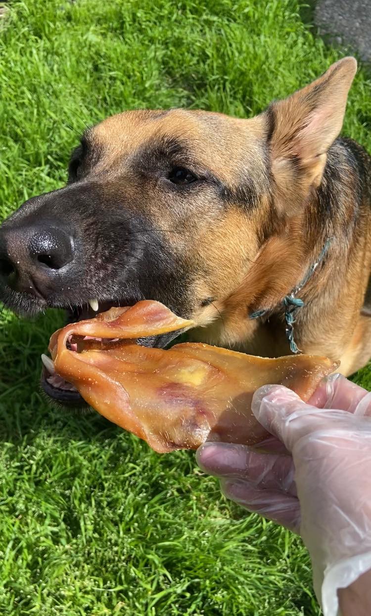 Pork Ear