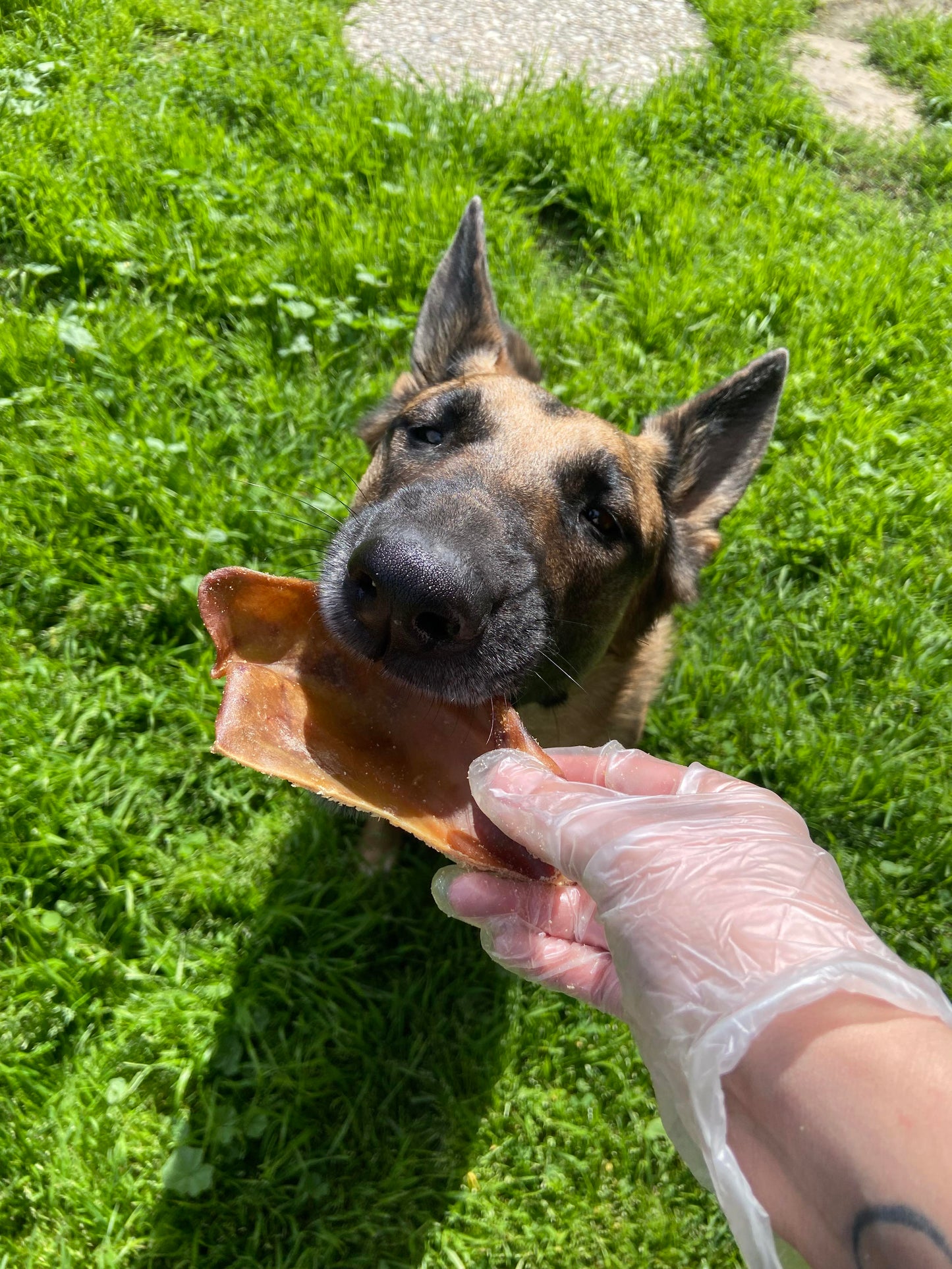 Pork Ear