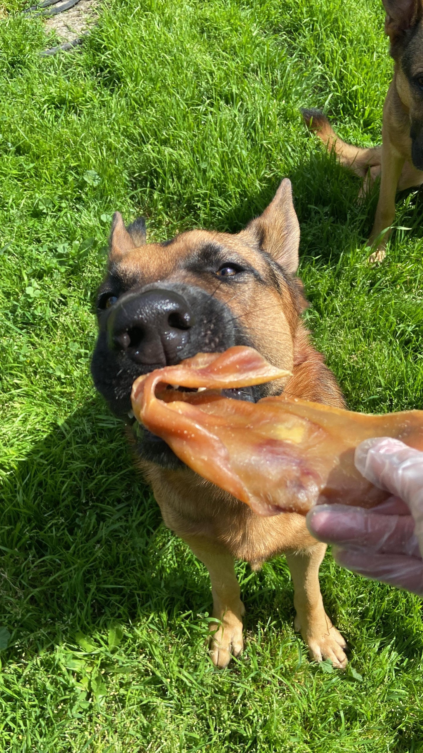 Pork Ear