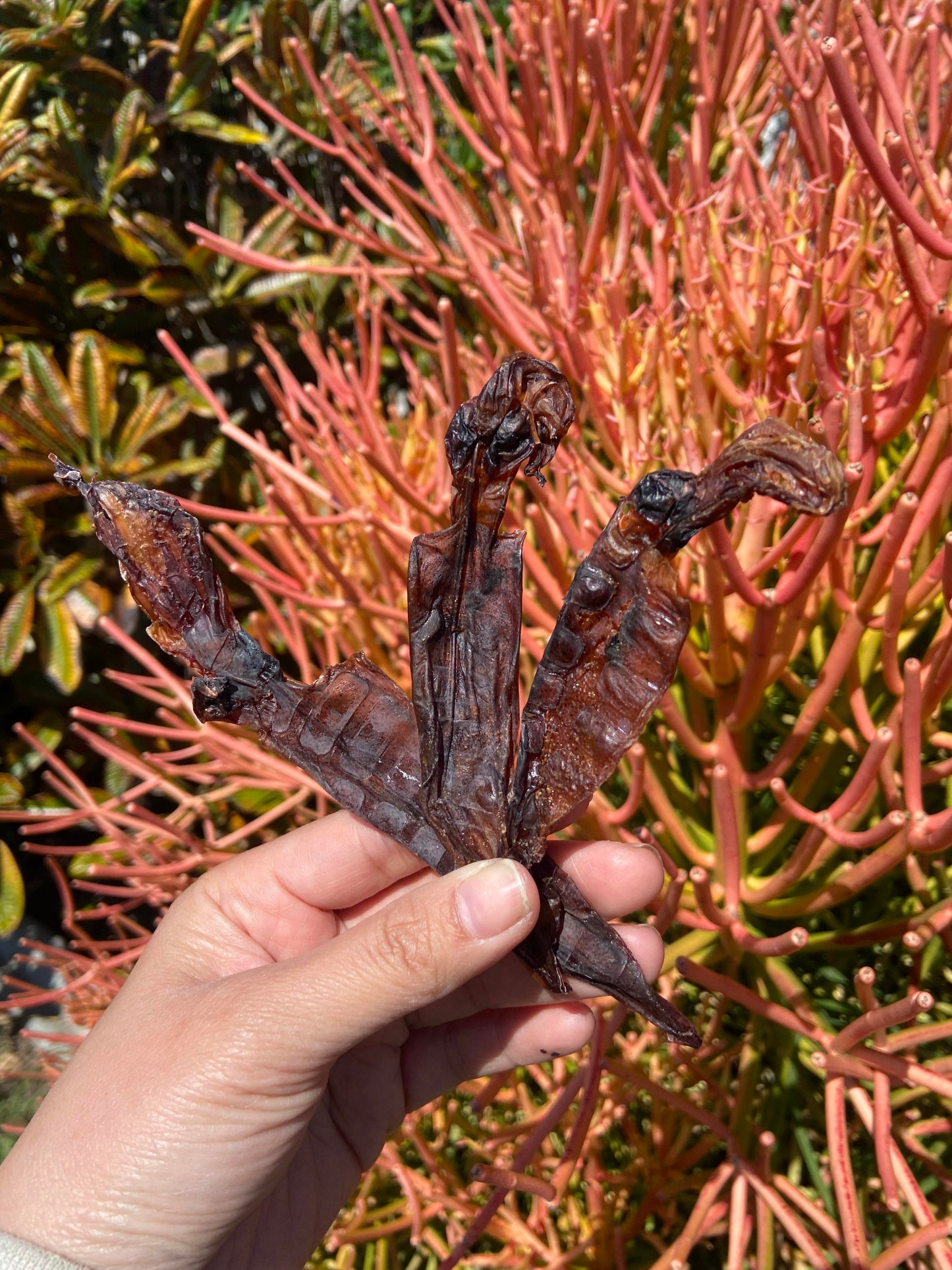 Wild Caught Whole Squid