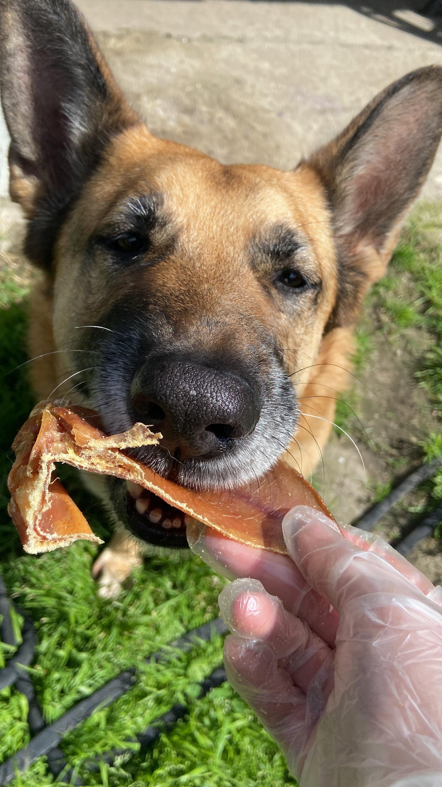 Pork Ear