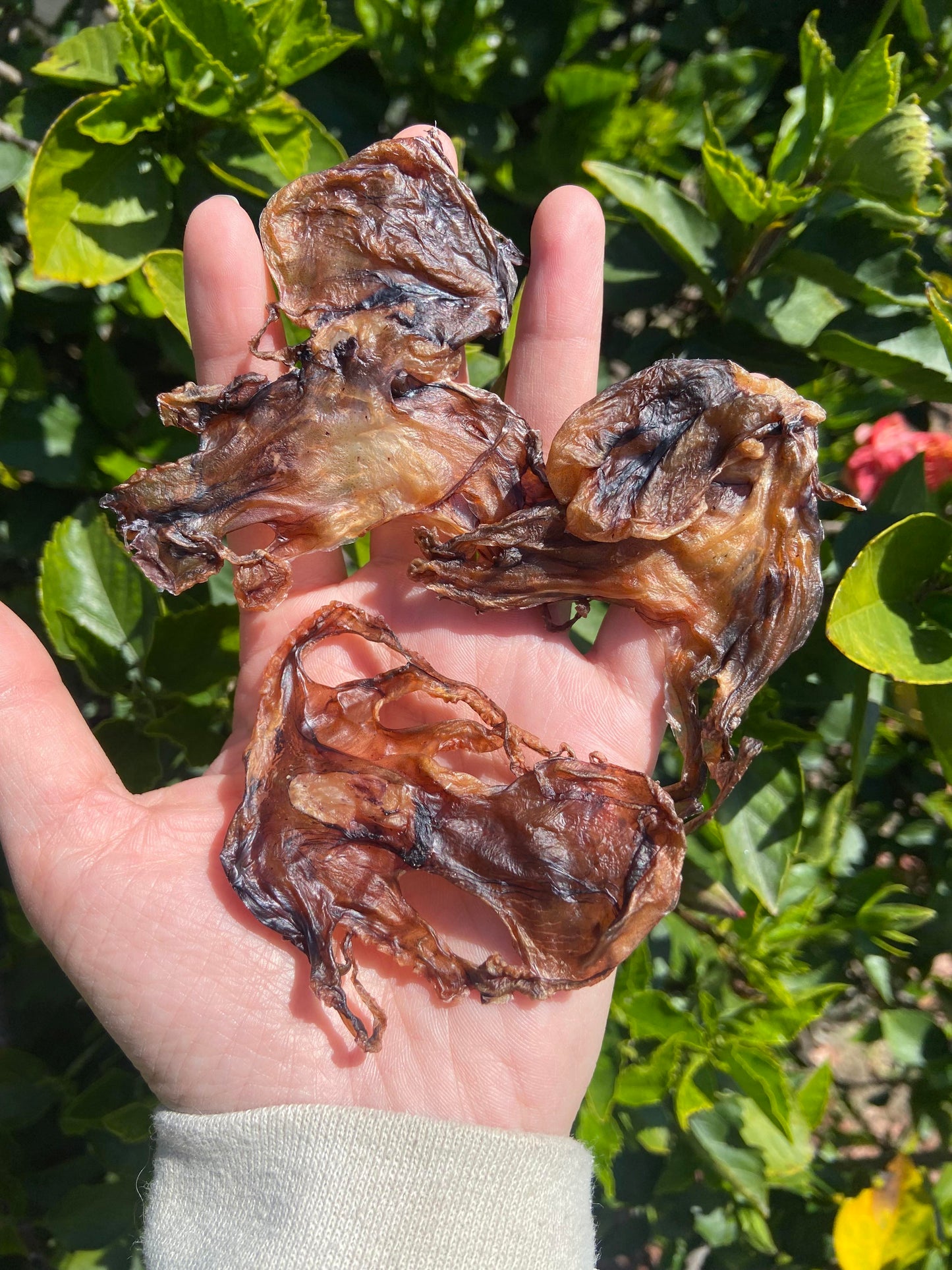 Wild Caught Octopus
