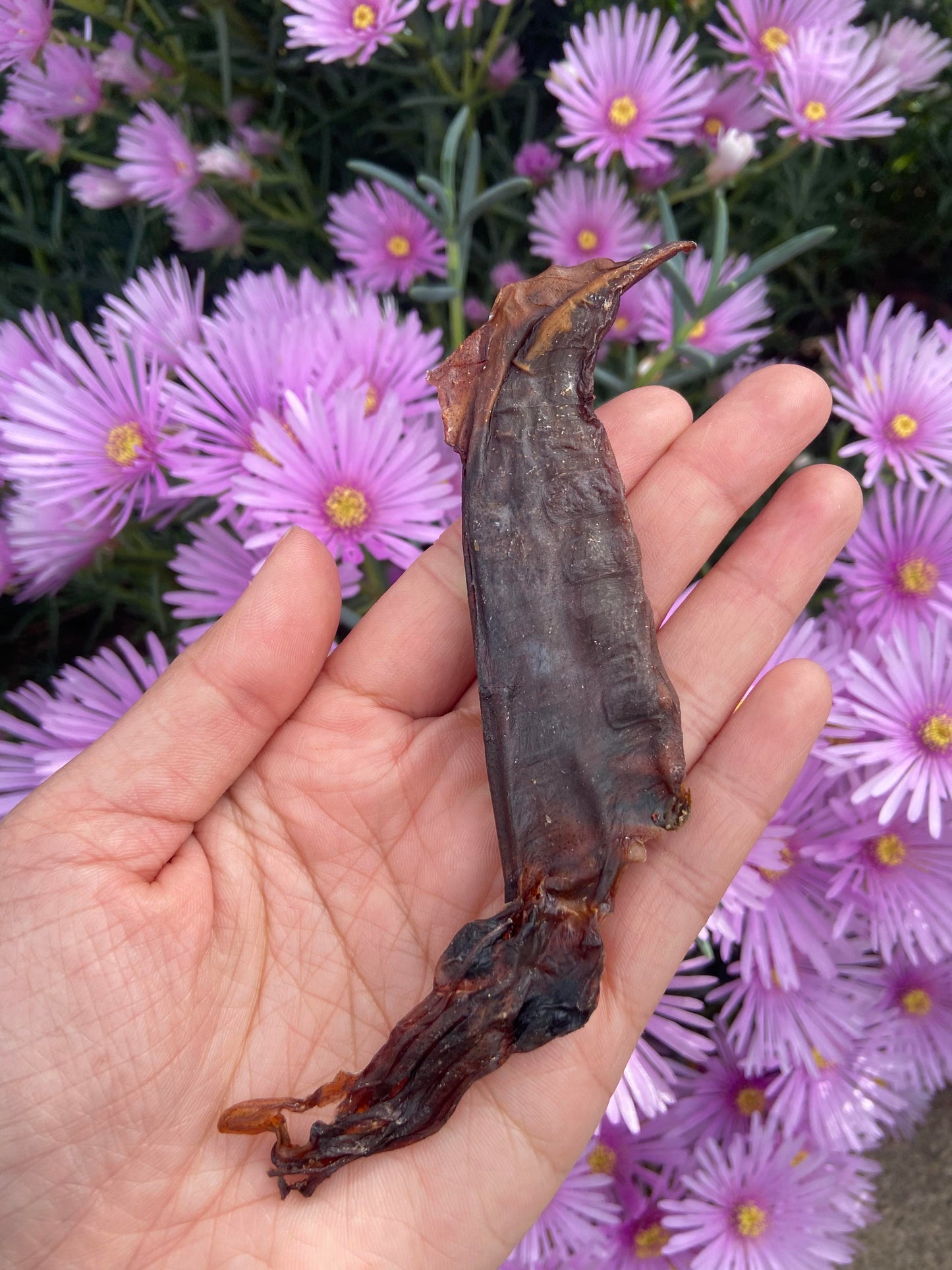 Wild Caught Whole Squid