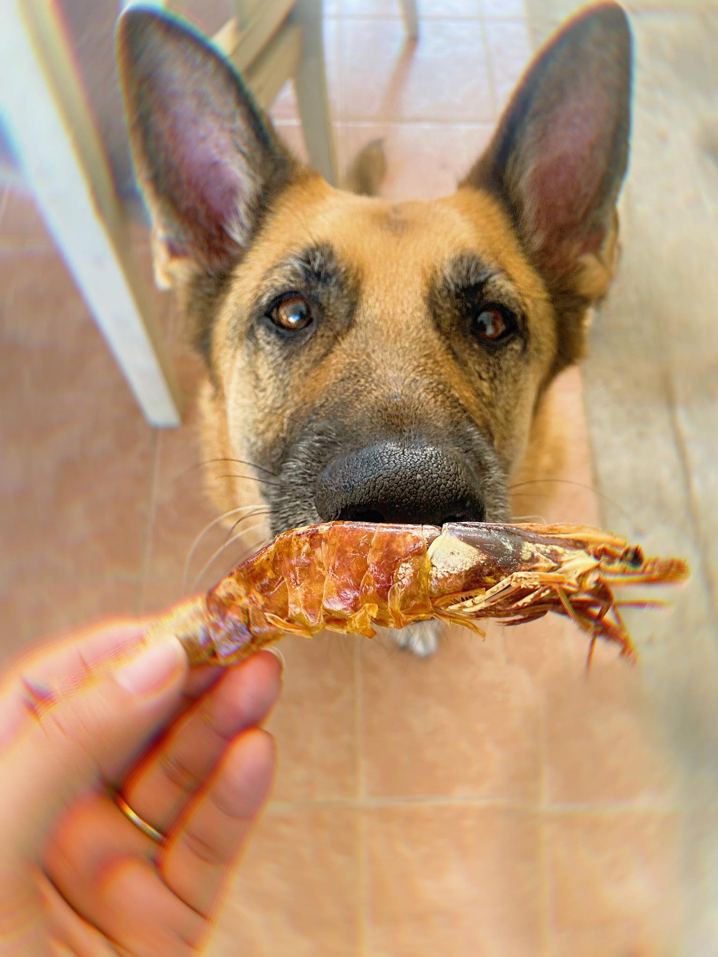Whole Shrimp
