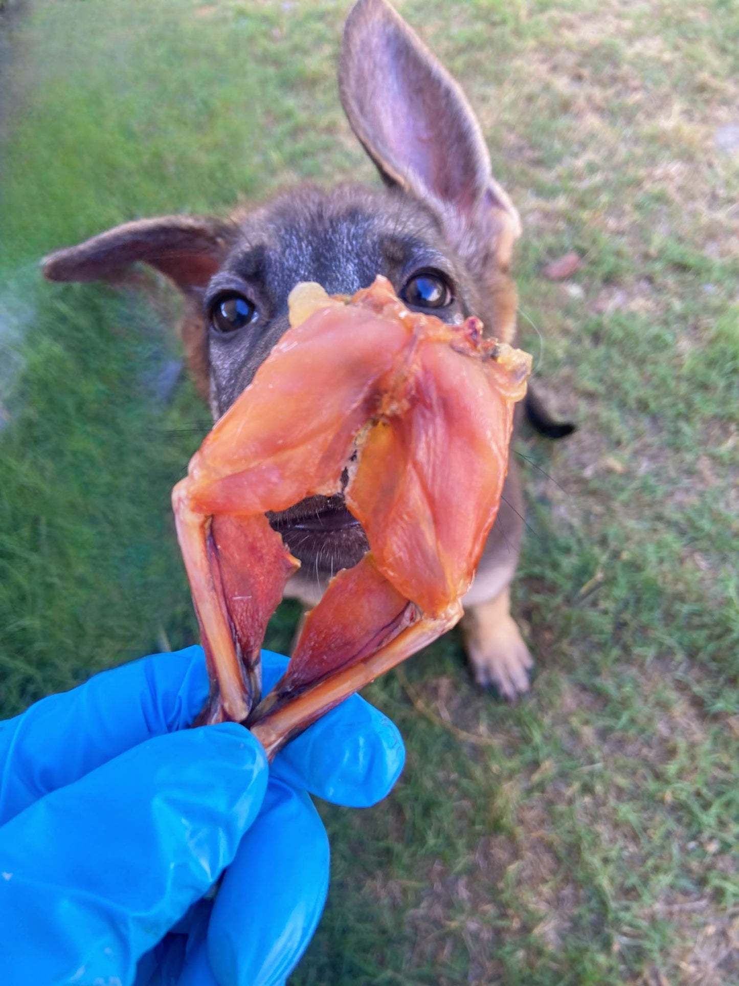 Frog Legs