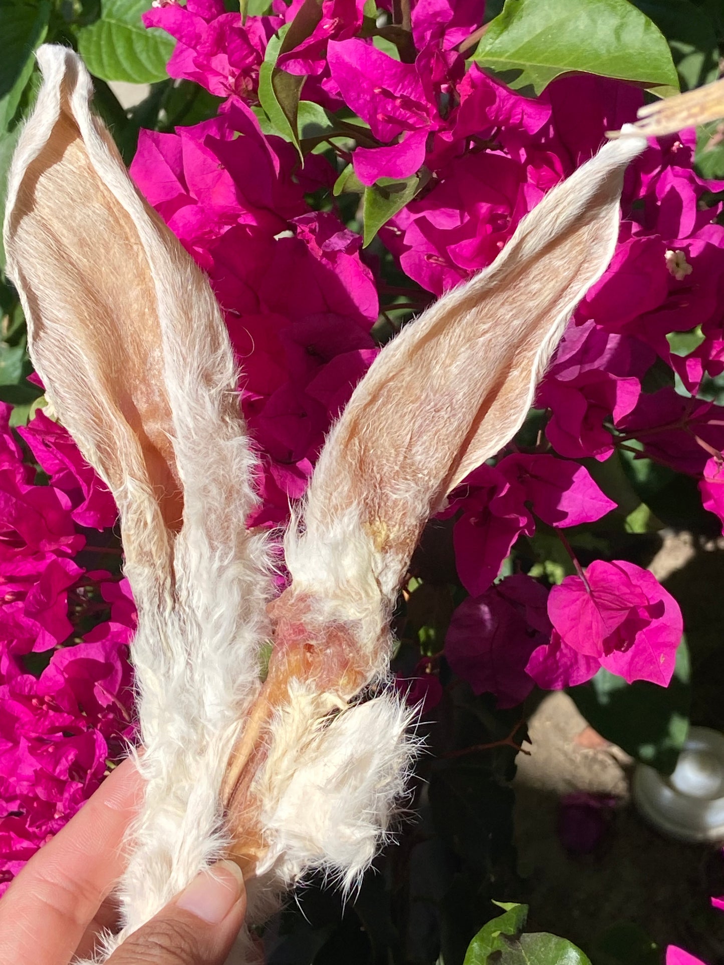 Furry Rabbit Ears