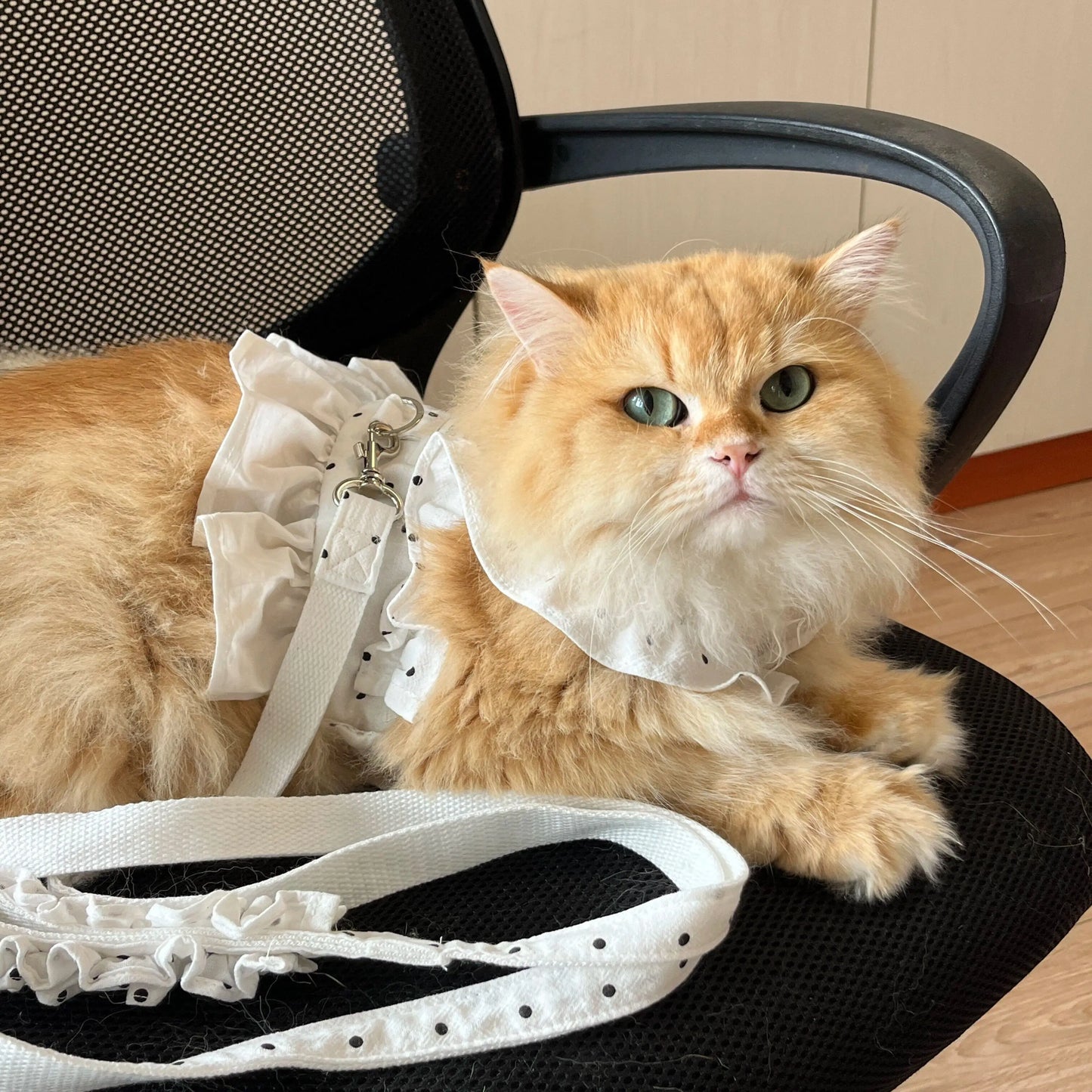 Penny White Polka Dot Dog Harnesses
