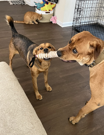 Blue Bite Stick