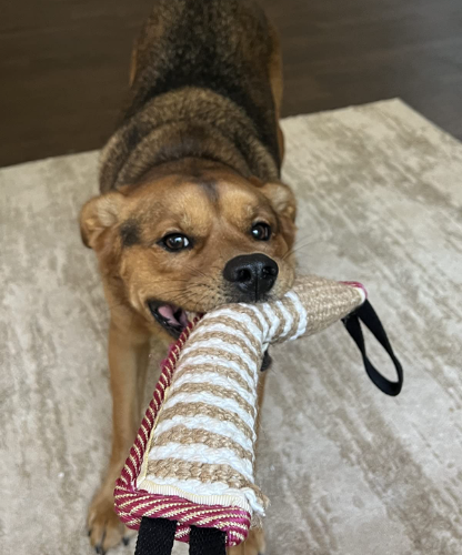 Blue Bite Stick