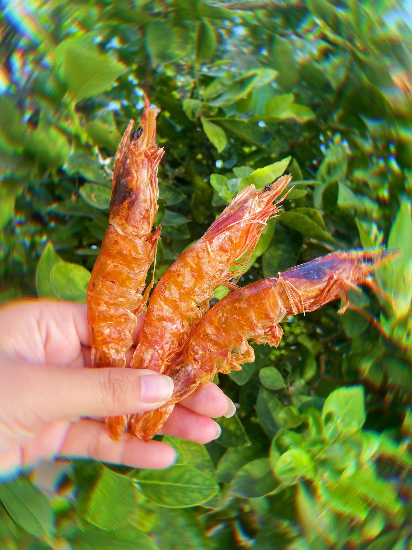 Whole Shrimp