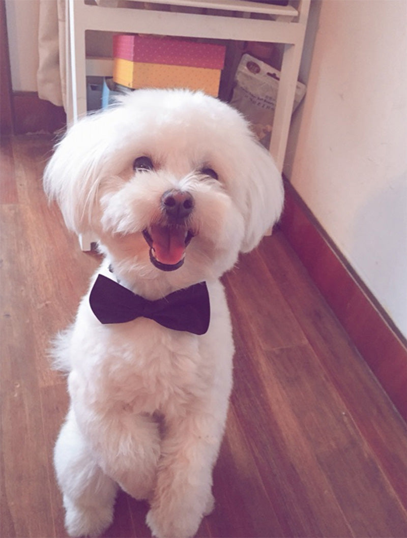 Debo Bow and Tie