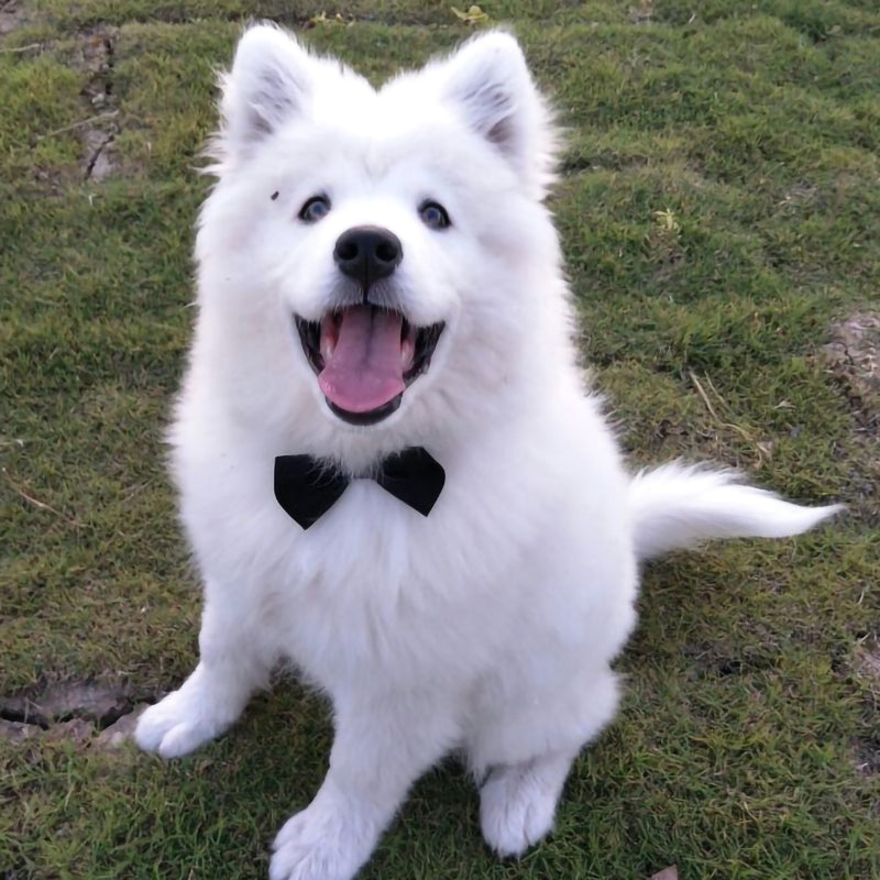 Debo Bow and Tie