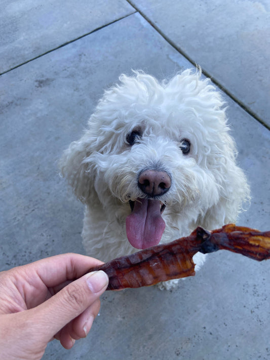 Wild Caught Whole Squid
