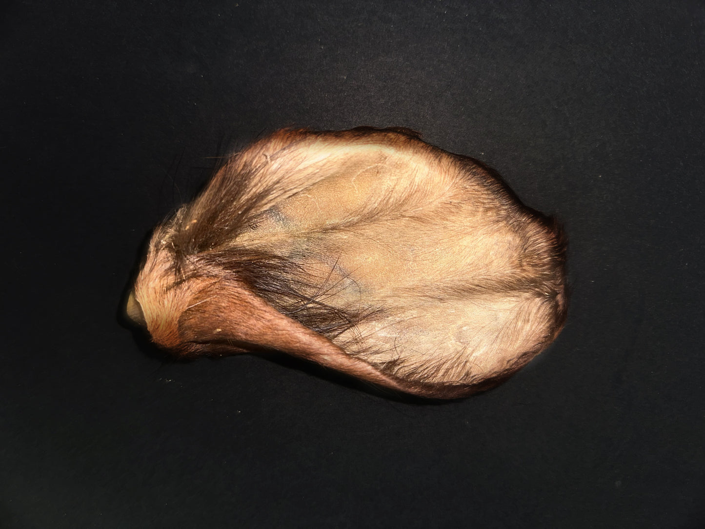 Furry Cow Ears
