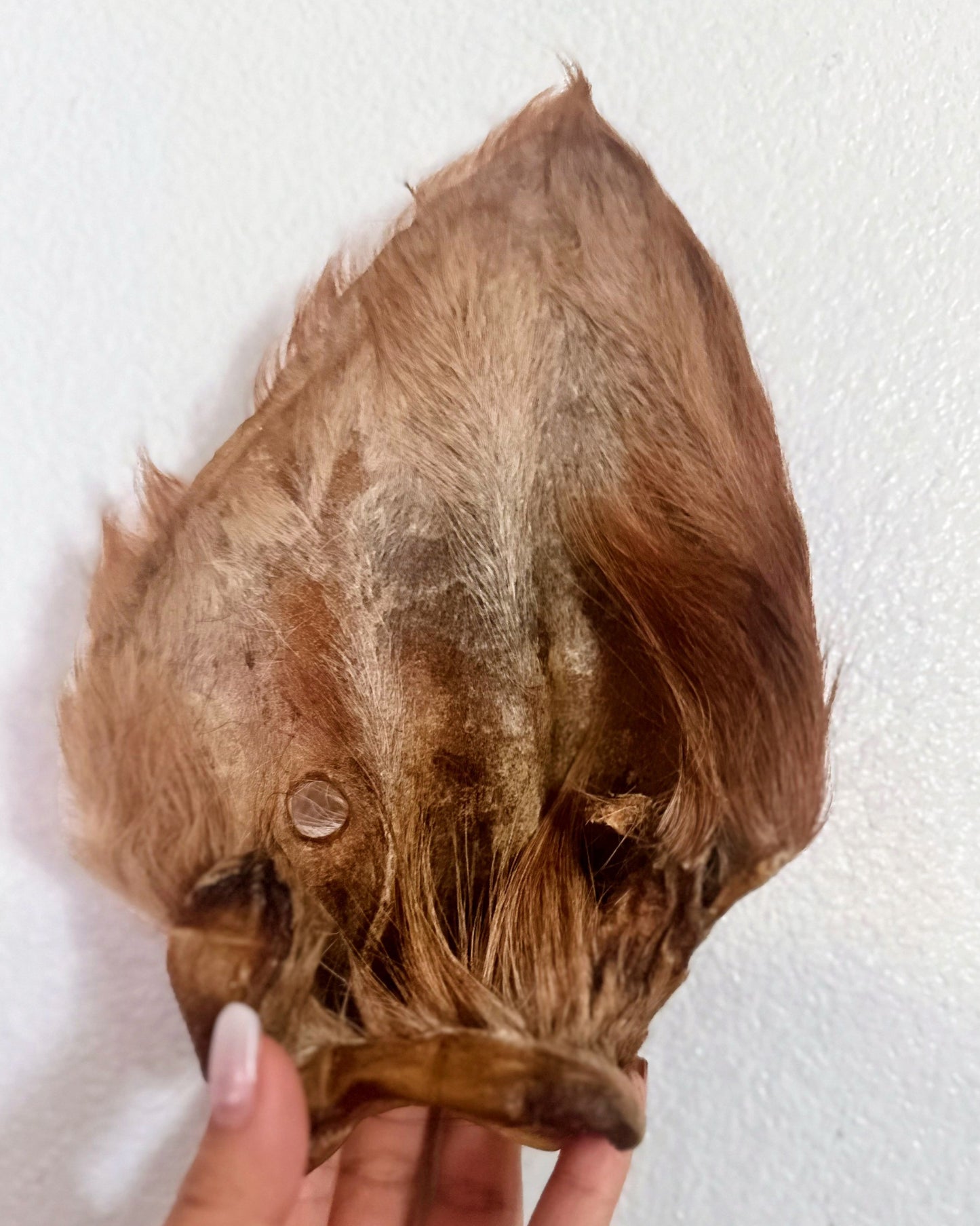 Furry Cow Ears