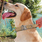Bentley Tactical Dog Collar