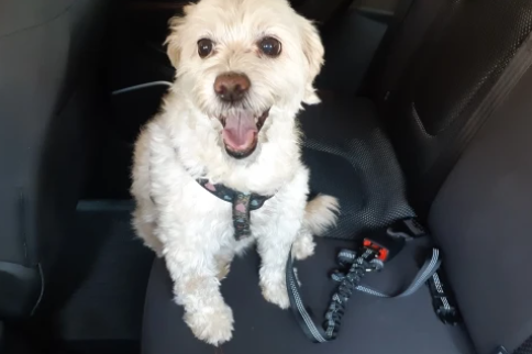 Pepper Double Use Seat Belt