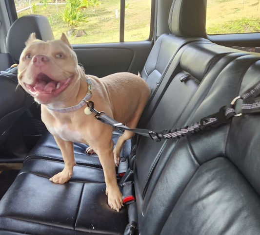 Pepper Double Use Seat Belt