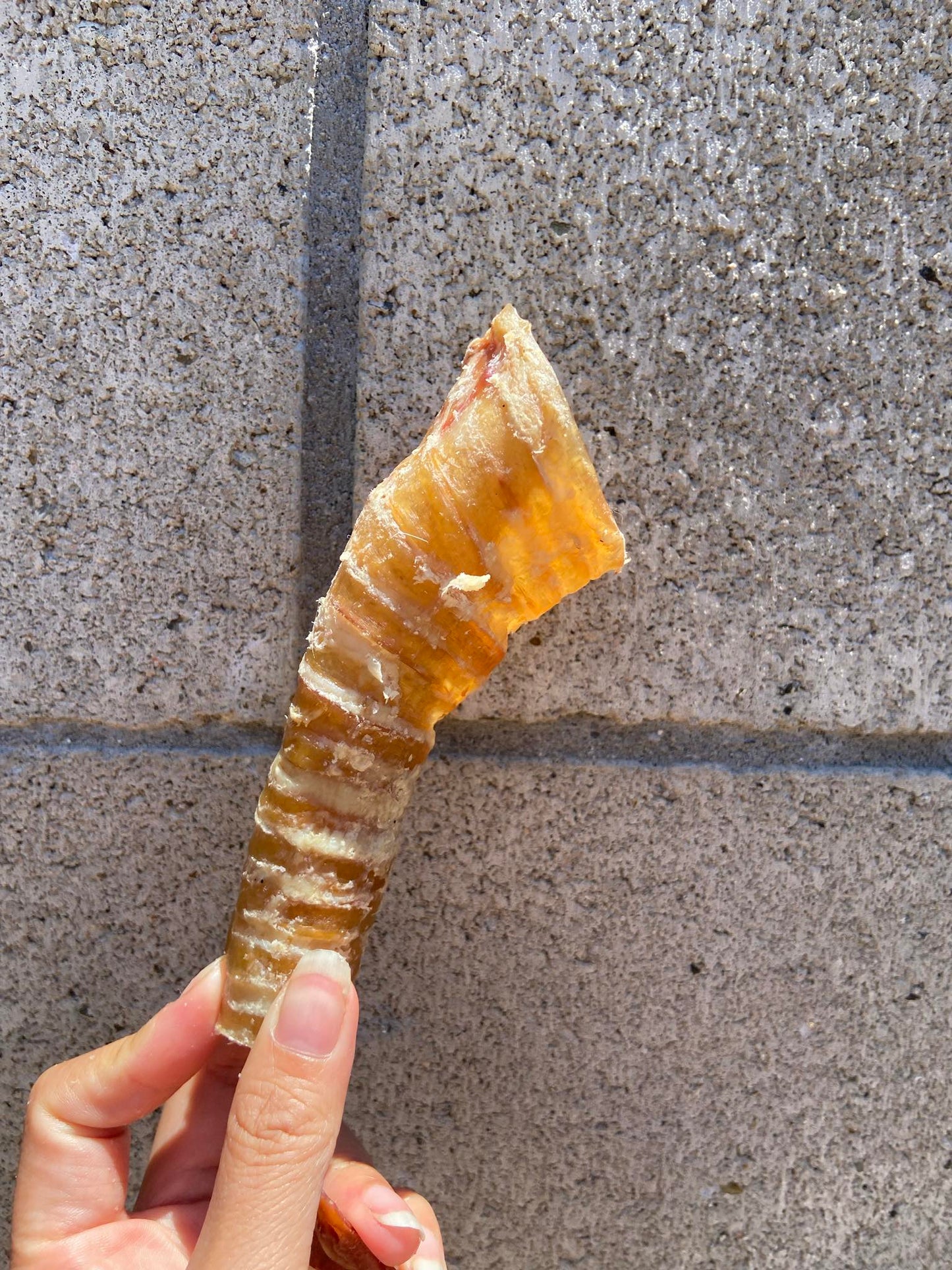 Beef Trachea