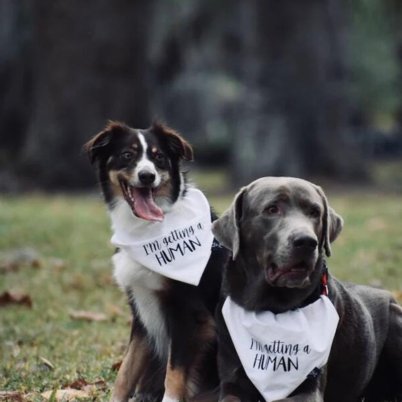 Renzo Bandana Pregnancy Announcement